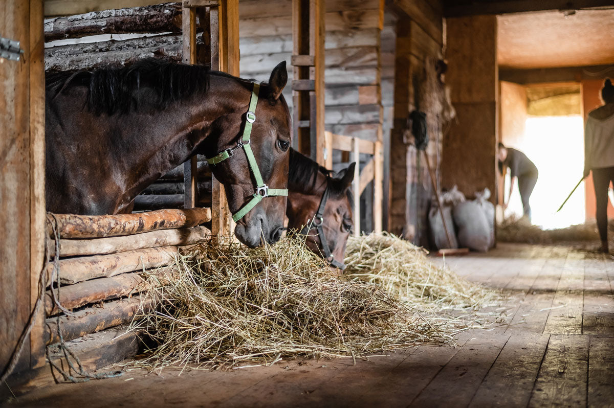 Horses leanig over stable door to feed