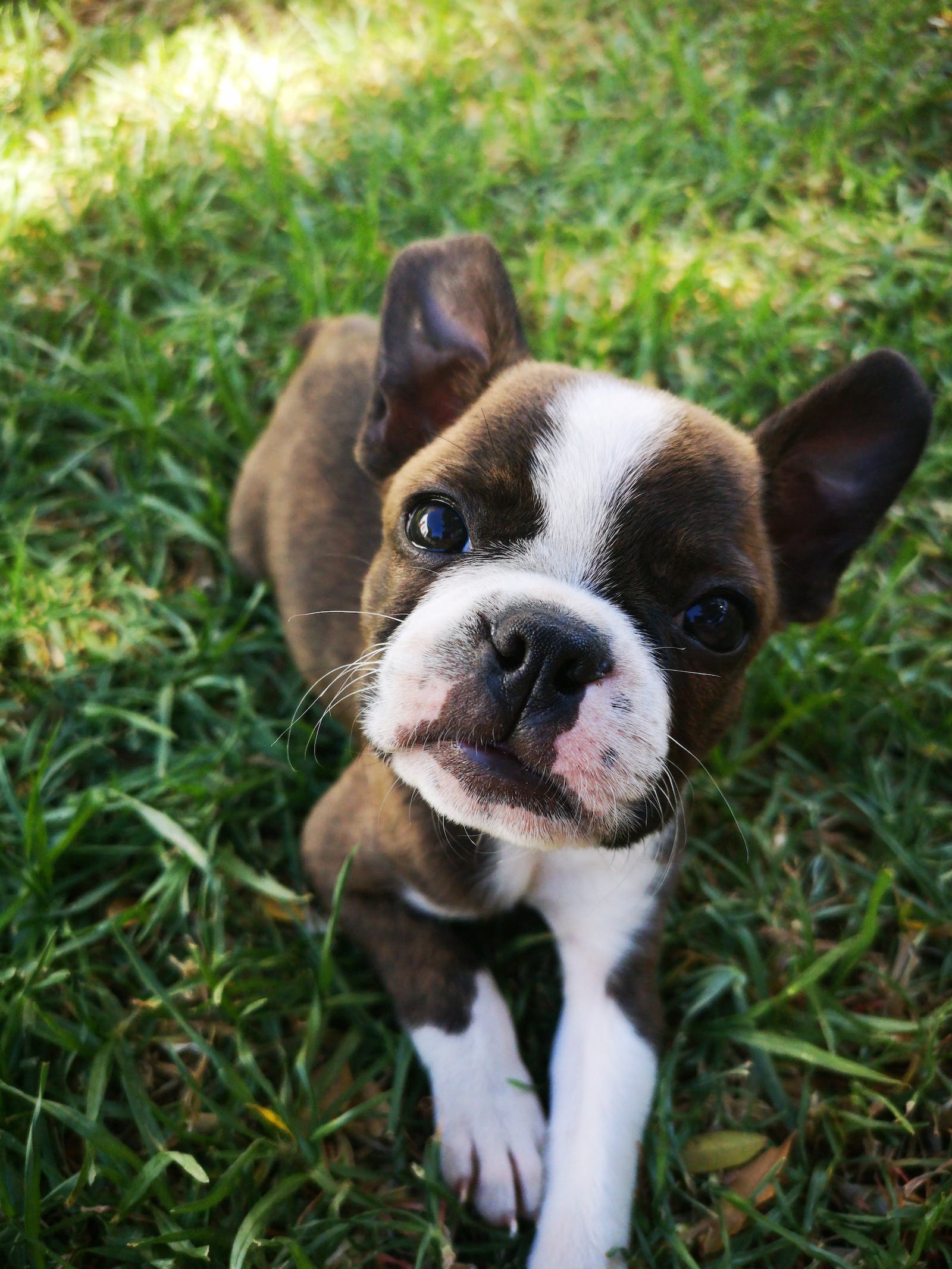 Cute dog laying on grass looking up