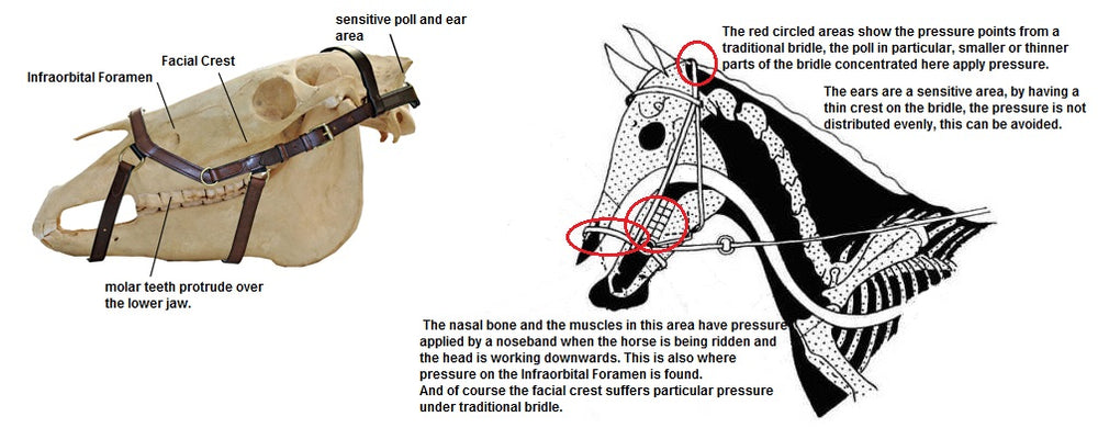 Bridle Micklem Competition Black [:small Horse]