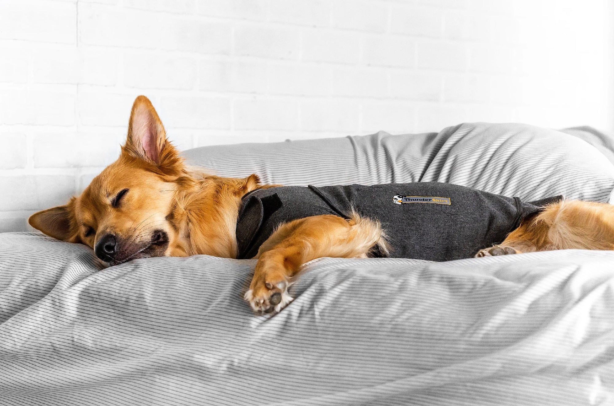 Thunder Anxiety Dog Shirt [:small]