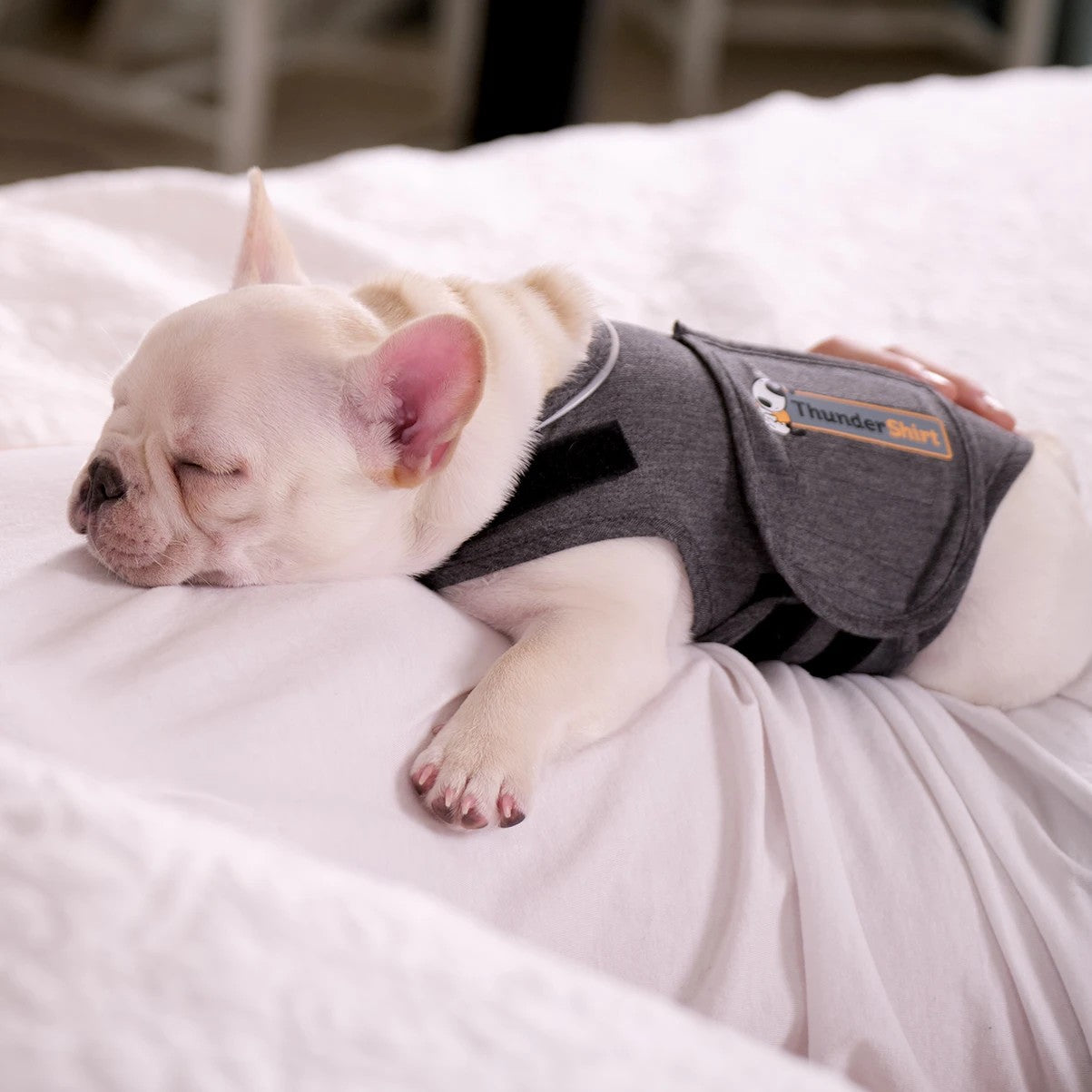 Thunder Anxiety Dog Shirt [:medium]