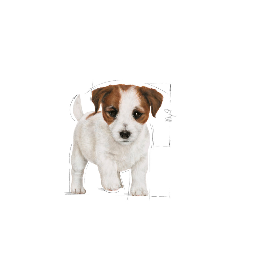 Royal Canin Dog Mini Puppy 2kg 