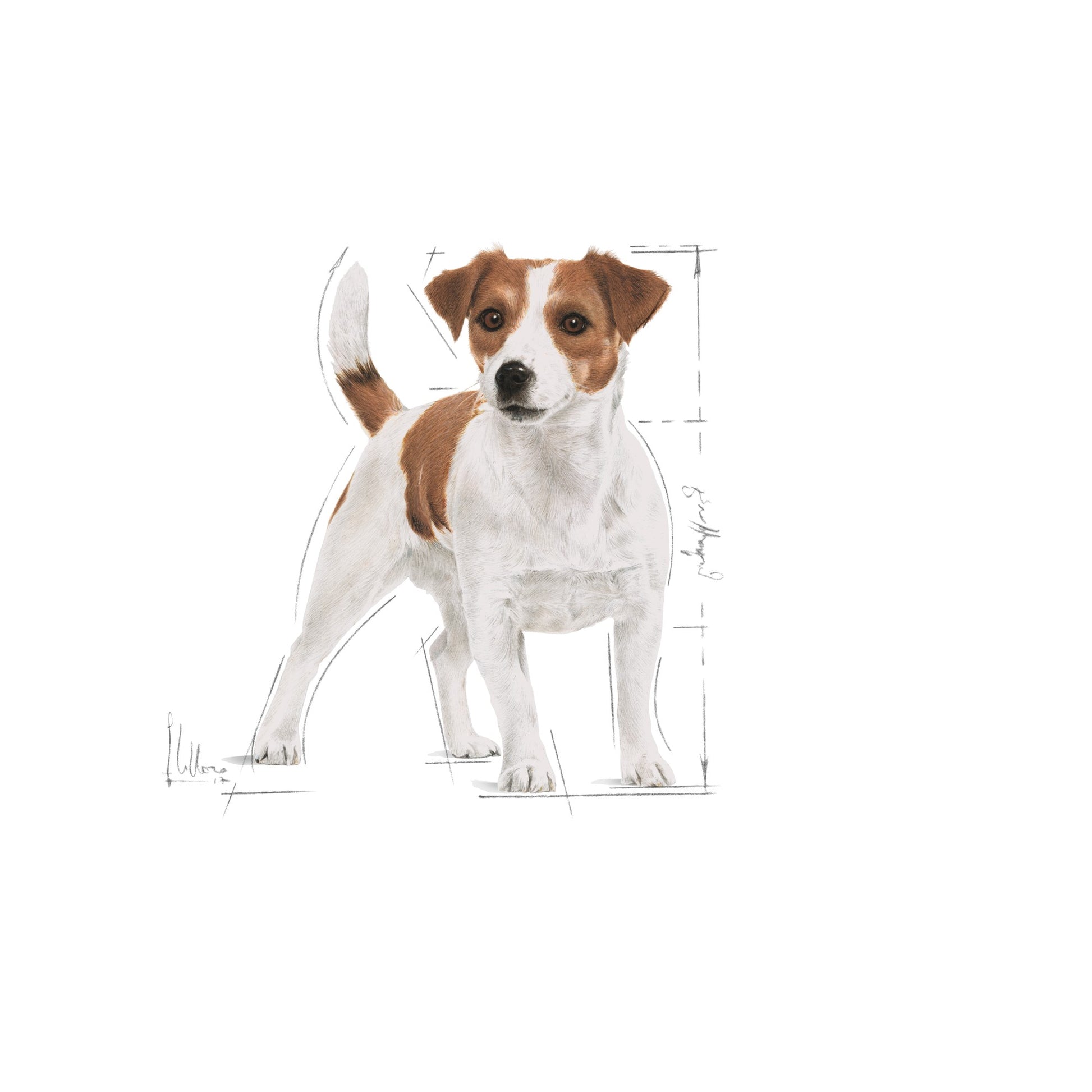 Royal Canin Dog Mini Adult 2kg 