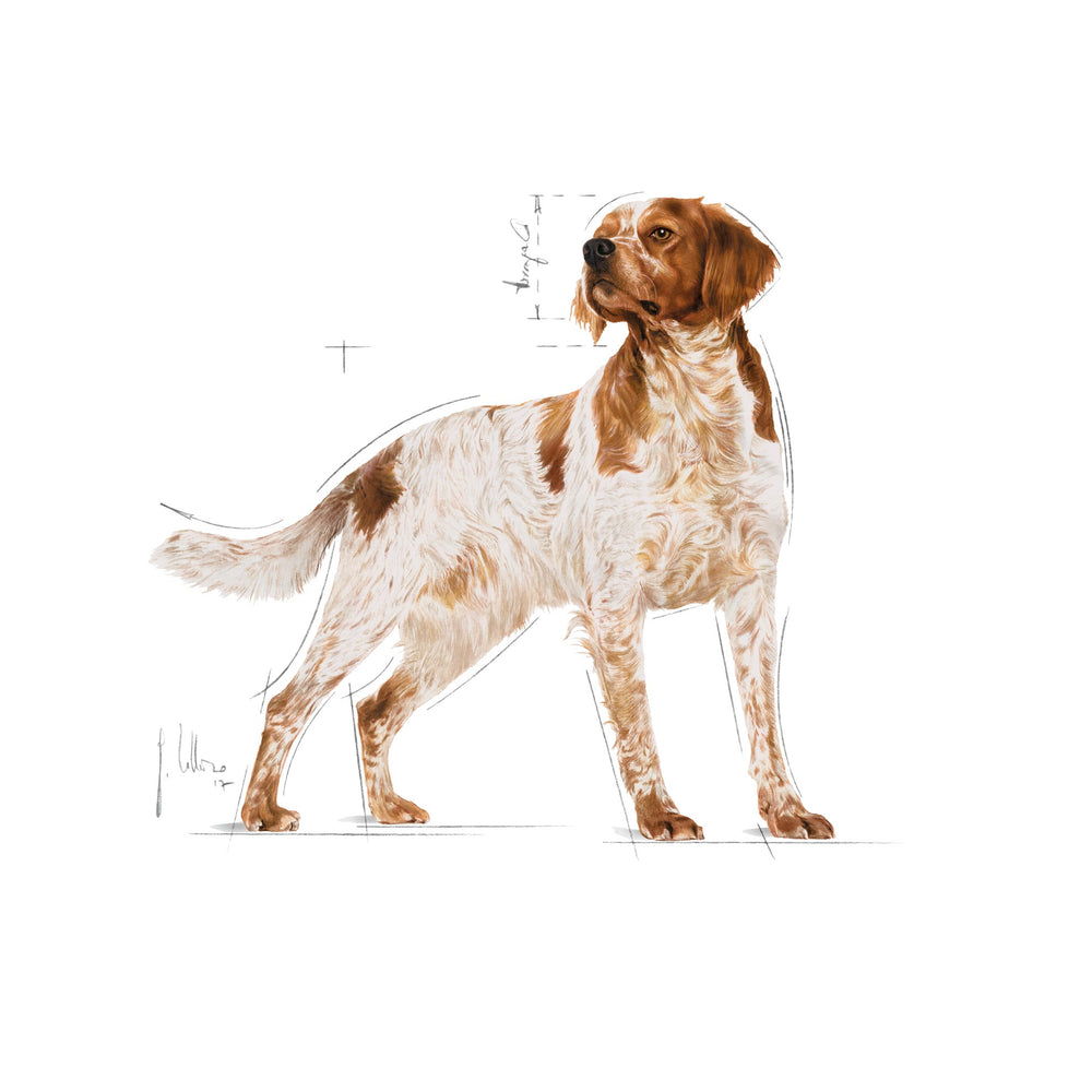 Royal Canin Dog Medium Adult 4kg 