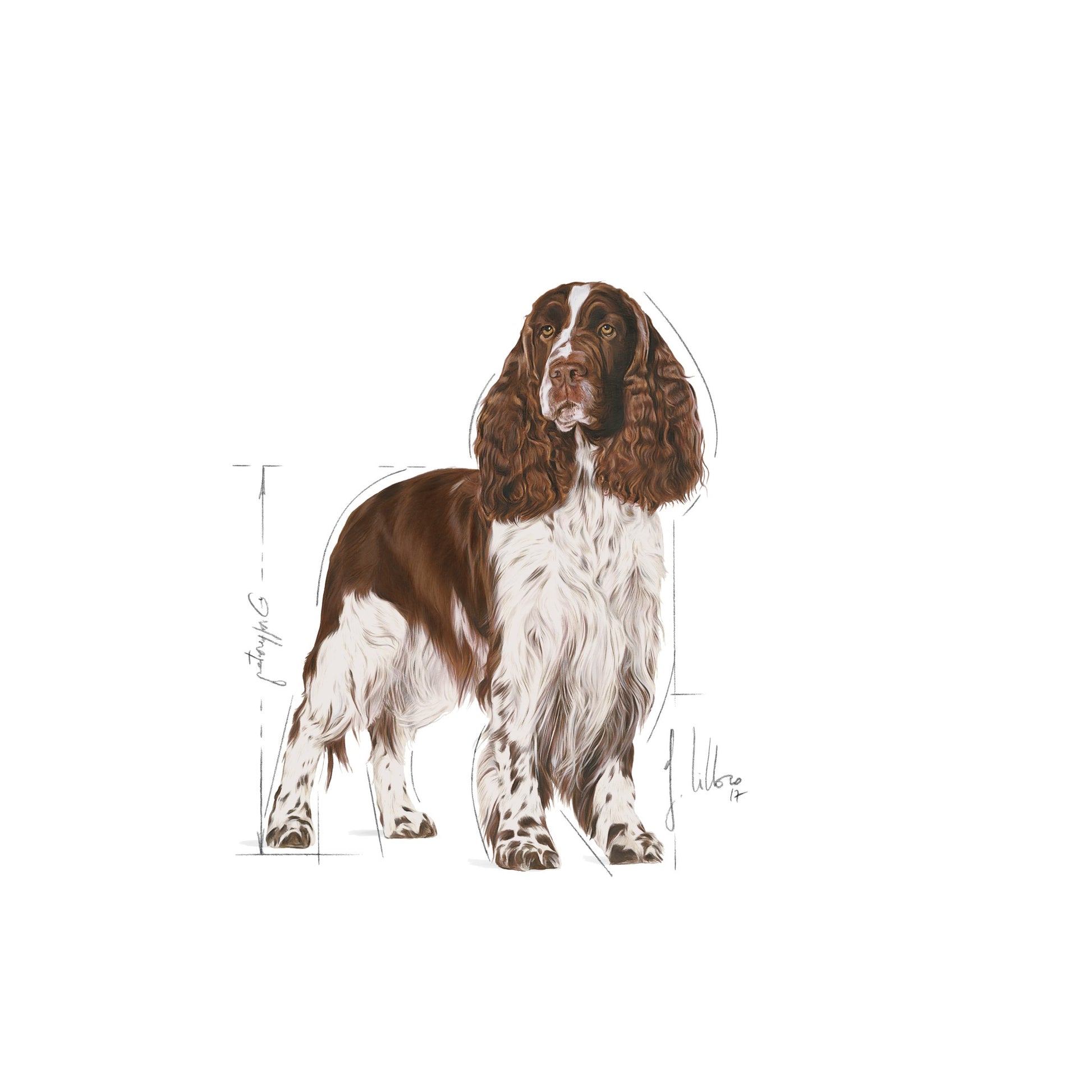 Royal Canin Dog Medium Lightweight Care 3kg 