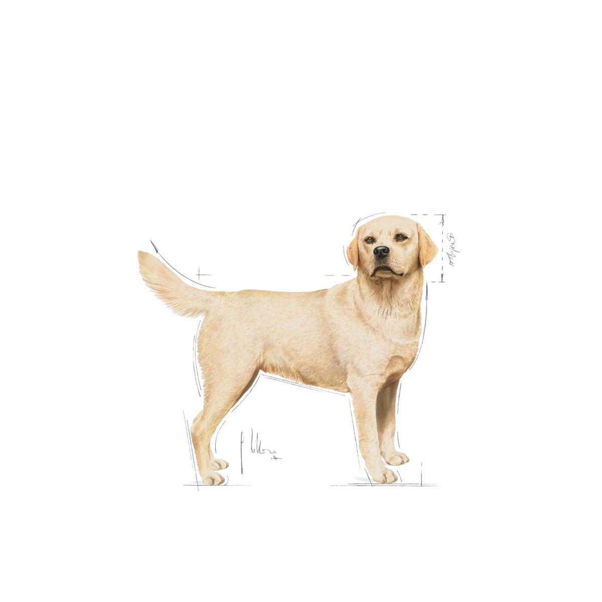 Royal Canin Dog Labrador 12kg