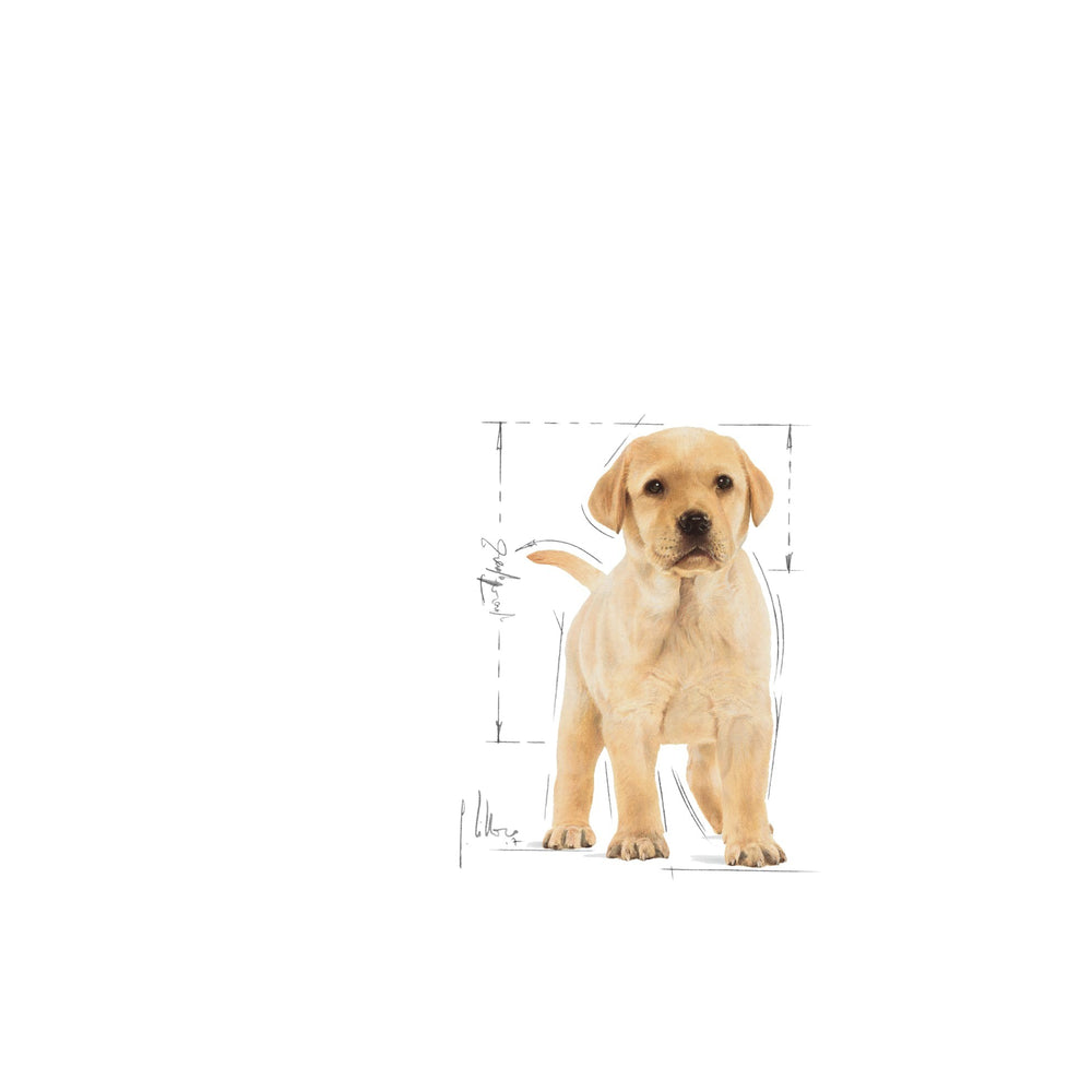 Royal Canin Dog Labrador Junior 3kg