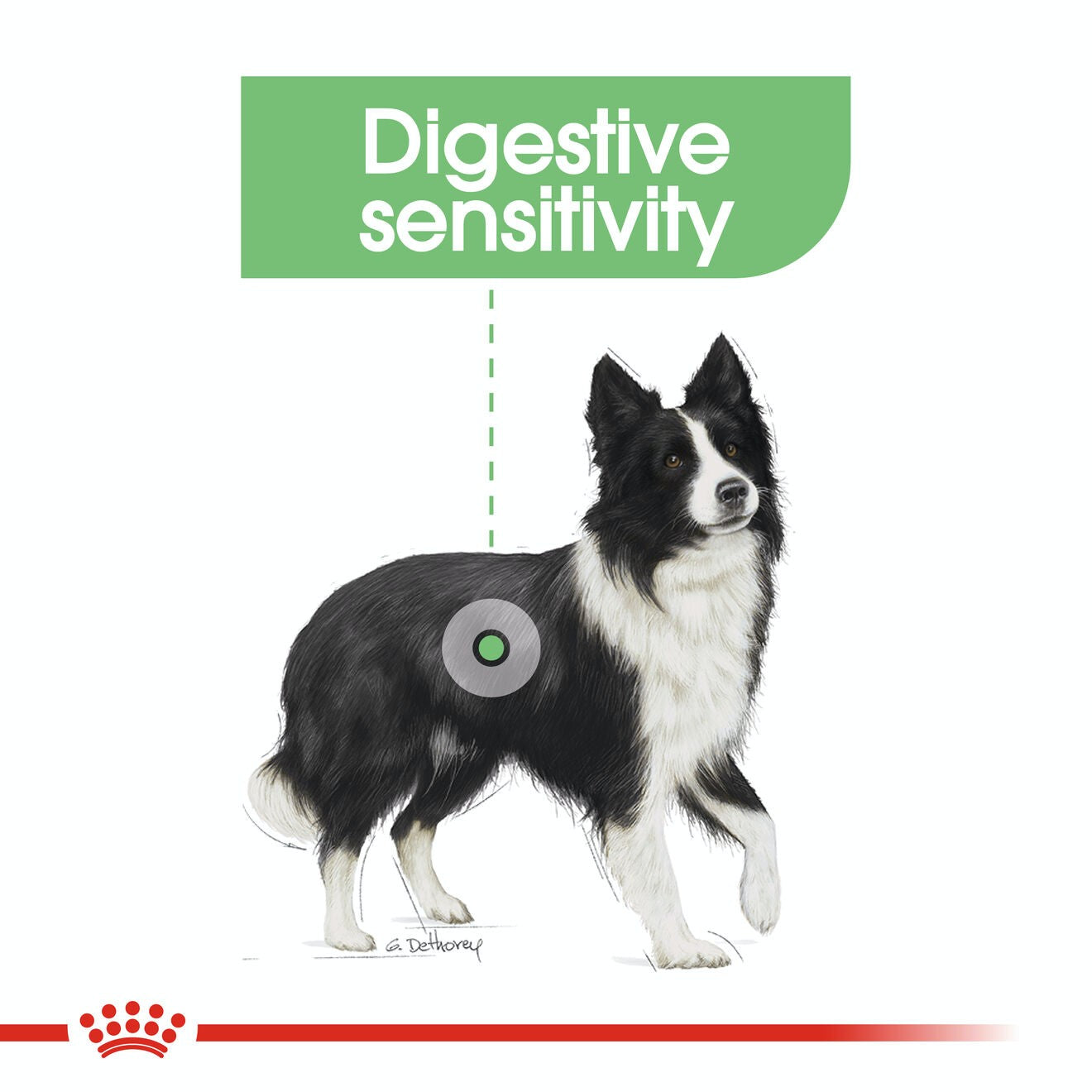 Royal Canin Dog Medium Digestive Care 12kg 