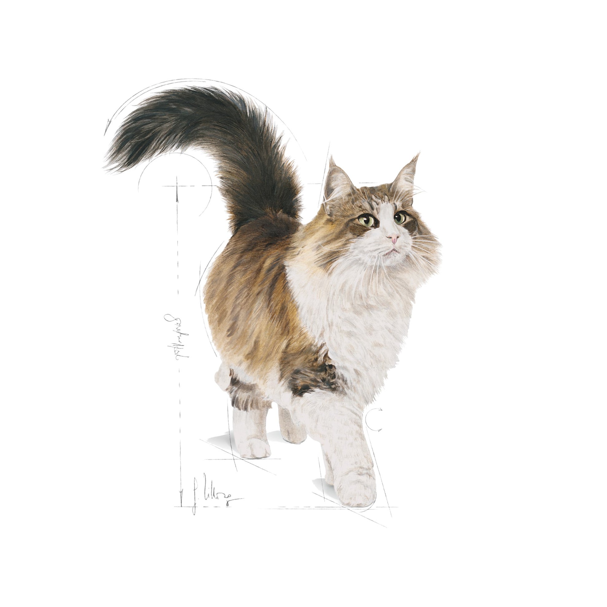 Royal Canin Cat Wet Instinctive 7+ Gravy Box Of 12