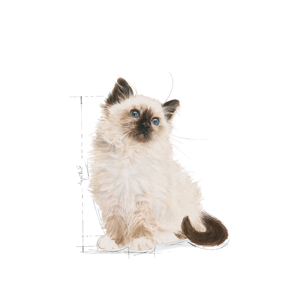 Royal Canin Cat Wet Kitten Jelly Box Of 12