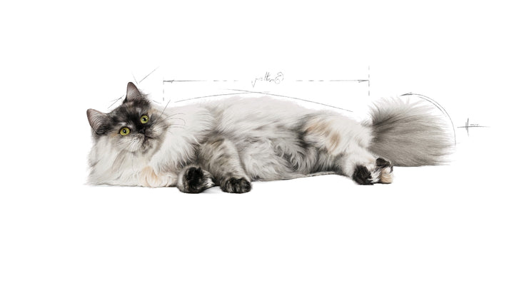 Royal Canin Cat Hair & Skin Care 2kg 