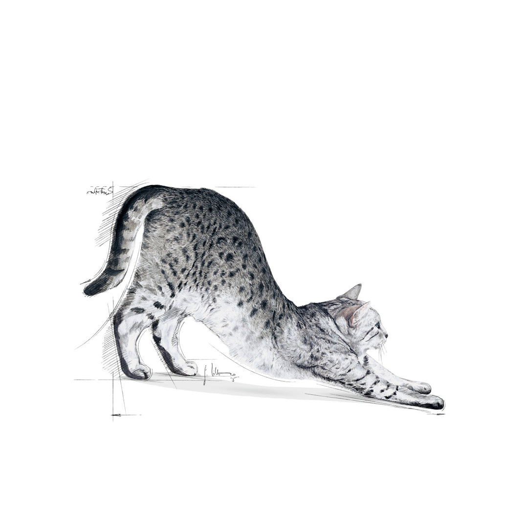 Royal Canin Cat Indoor 10kg 