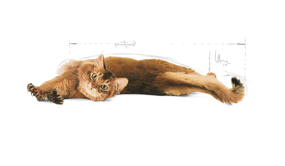Royal Canin Cat Light Care 3kg 