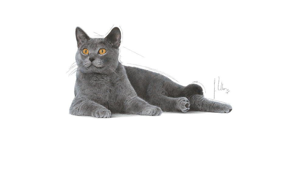 Royal Canin Cat Oral Care 1.5kg 