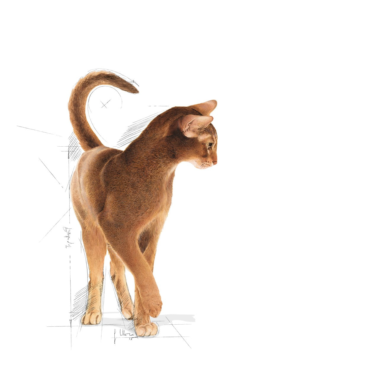 Royal Canin Cat Exigent Aromatic 2kg