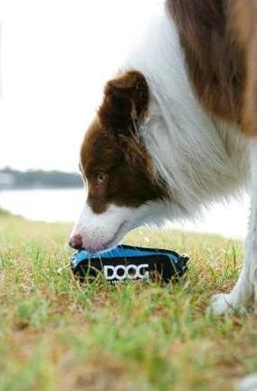 Travel Bowl Doog Foldable Blue