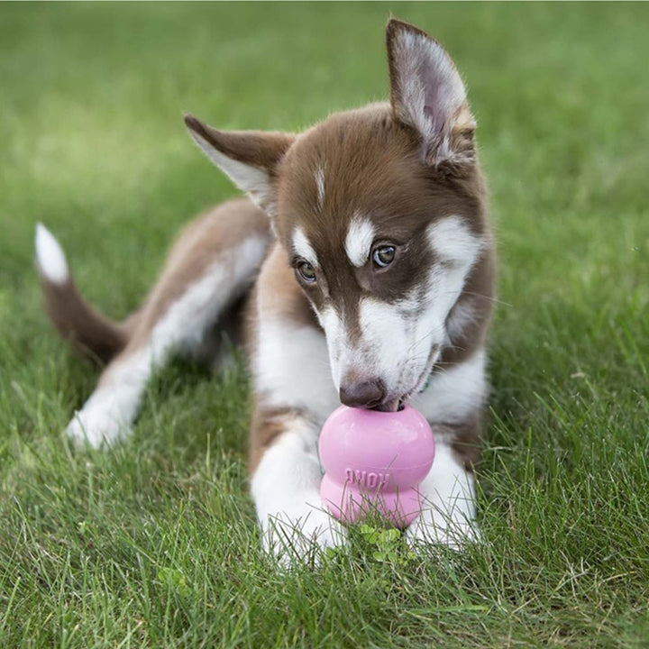 Kong Dog Treat Easy Puppy