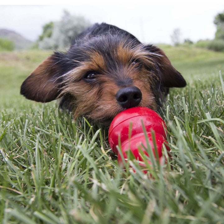 Kong Dog Treat Easy Liver