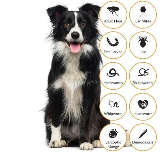 Advocate Dog 04kg-10kg Medium 6 Pack