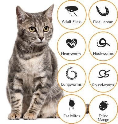 Advocate Cat Under 4kg Small 3 Pack