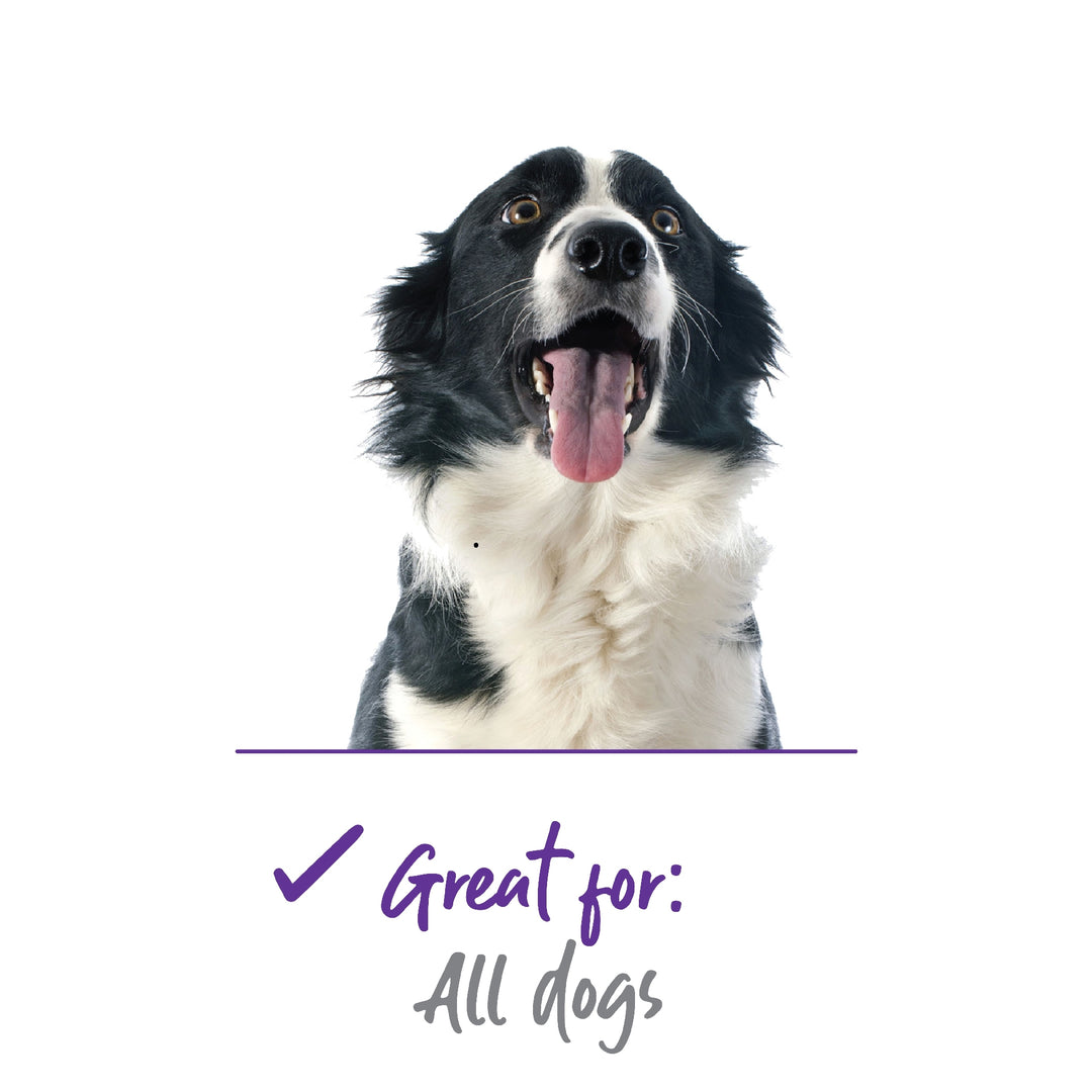 Dog Grooming Comb Flea Kazoo