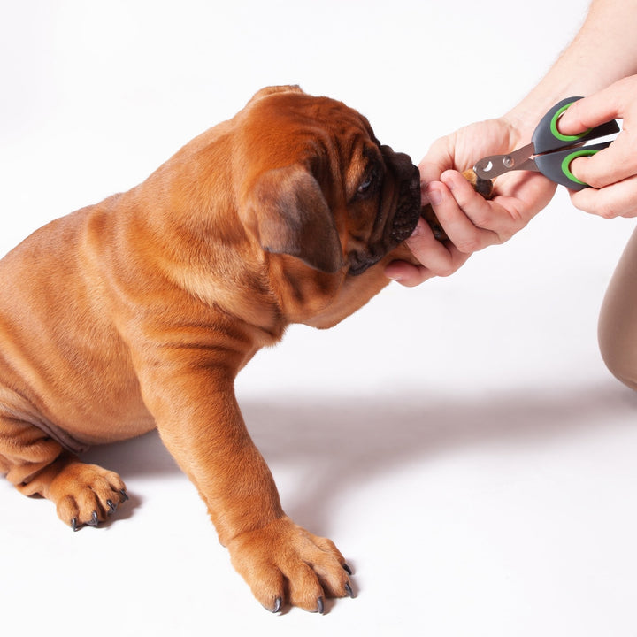 Dog Grooming Nail Clip Kazoo Puppy