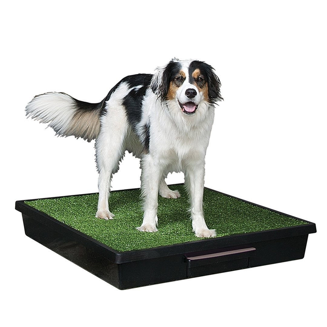 Pet Loo The [:medium]