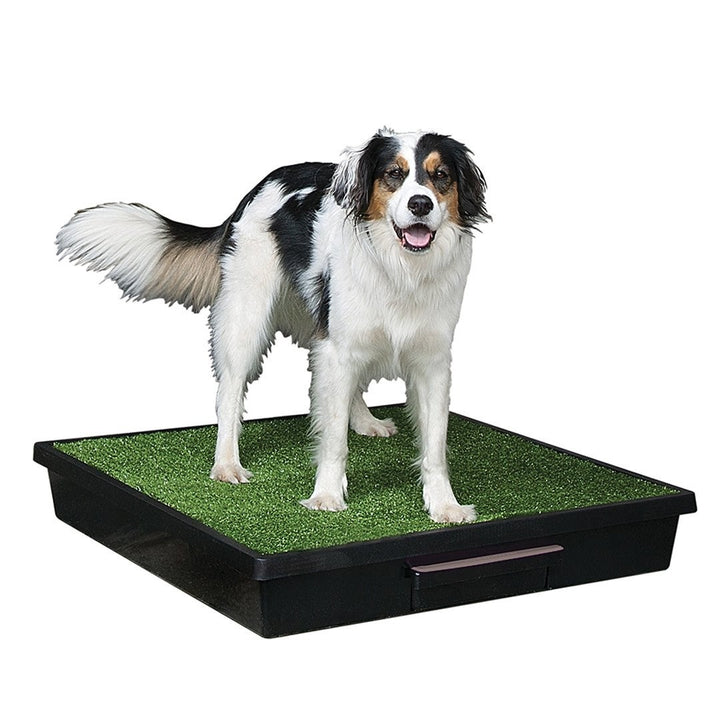 Pet Loo The [:medium]