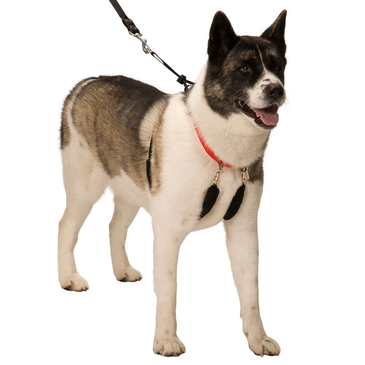 Head Collar Sporn Halter Black [:small]