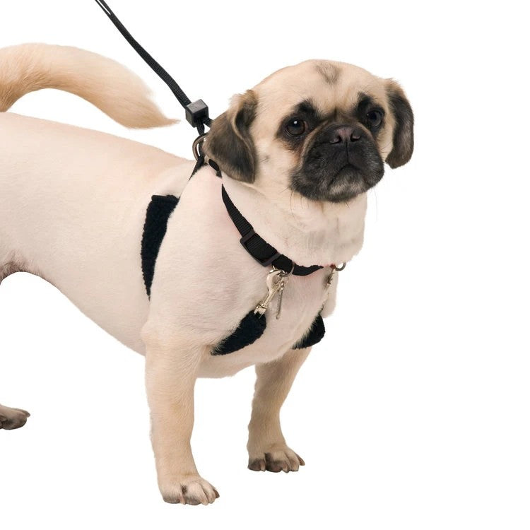 Head Collar Sporn Halter Black [:small]