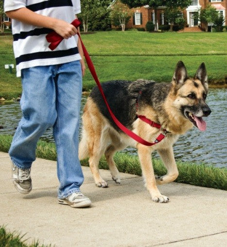 Harness Easy Walk Black [:small]
