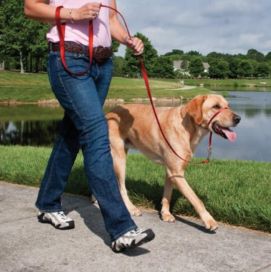 Head Collar Dog Easy Walk Headcollar Black [:small]