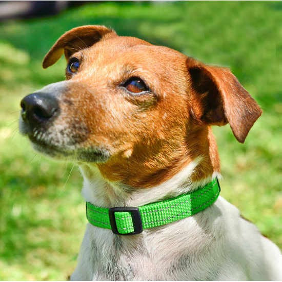 Rogz Dog Collar Utility Black [:extra Large]