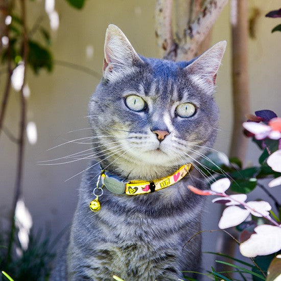 Cat Collar Rogz Reflecto Blue