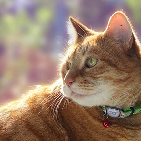 Cat Collar Rogz Reflecto Blue