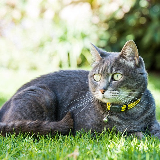 Cat Collar Rogz Alleycat Safeloc 11mm Purple