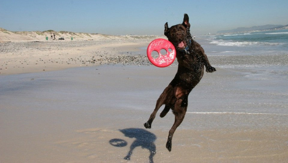 Rogz Dog Toy Frisbee Blue