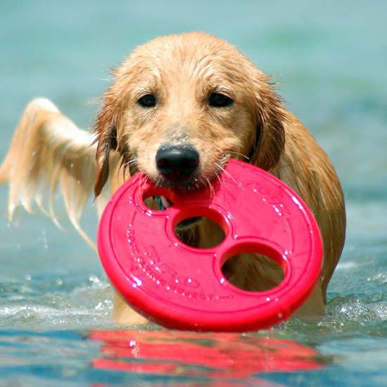 Rogz Dog Toy Frisbee Red