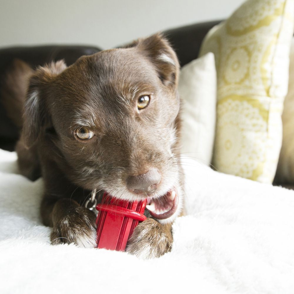 Kong Dog Toy Dental Stick Large
