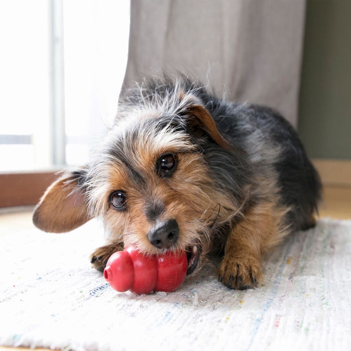 Kong Dog Toy Classic Red [:small]