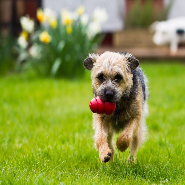 Kong Dog Toy Classic Red [:medium]