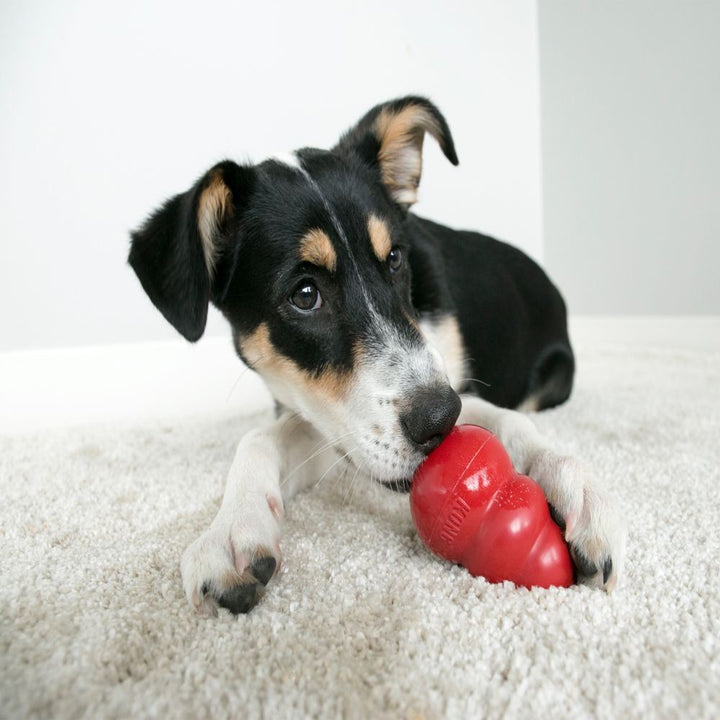 Kong Dog Toy Classic Red [:large]