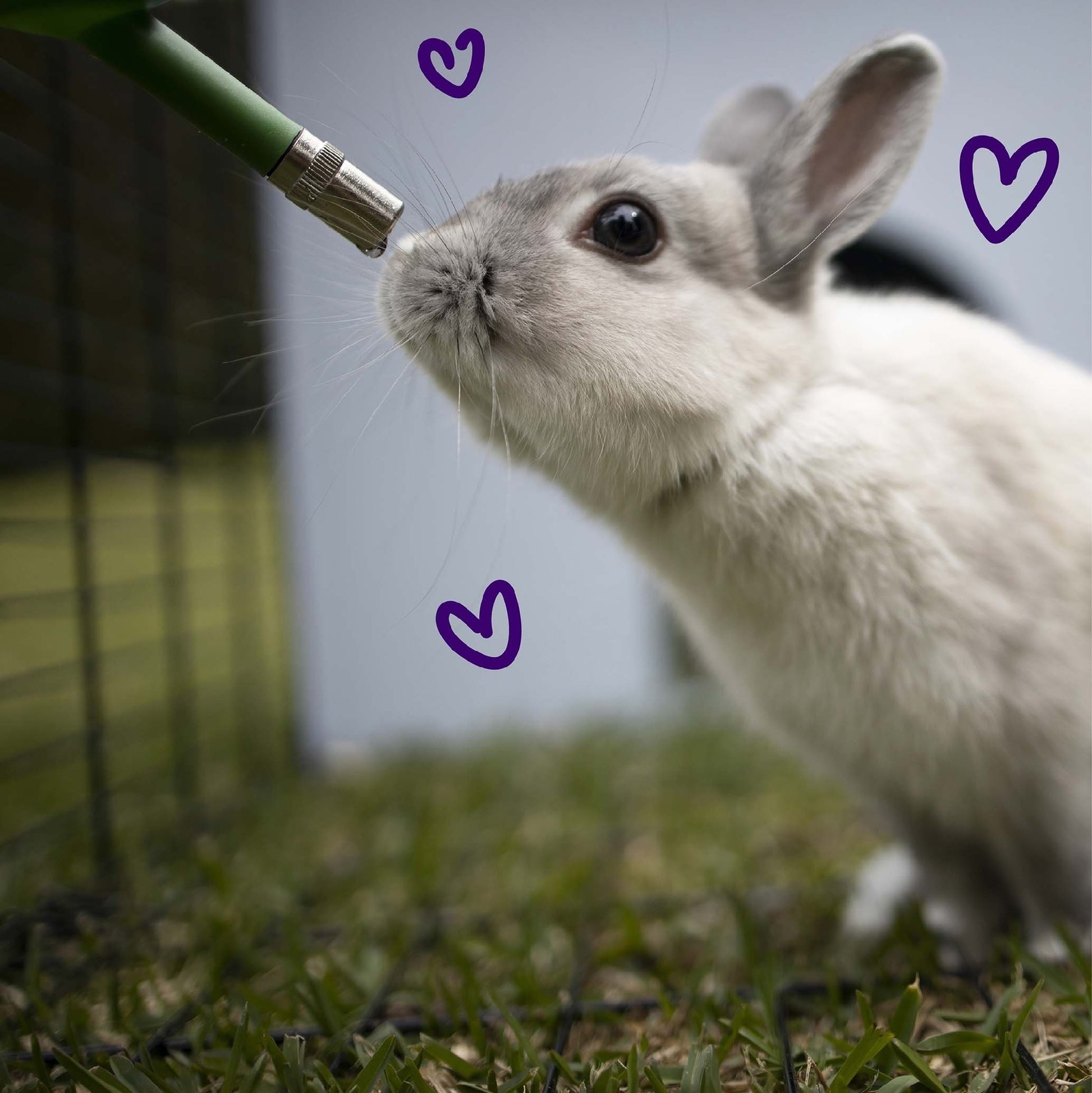 Rabbit Drink Bottle 500ml Kazoo