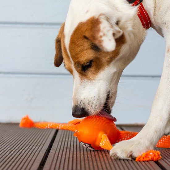 Rogz Dog Toy Flossy Grinz Blue [:small]