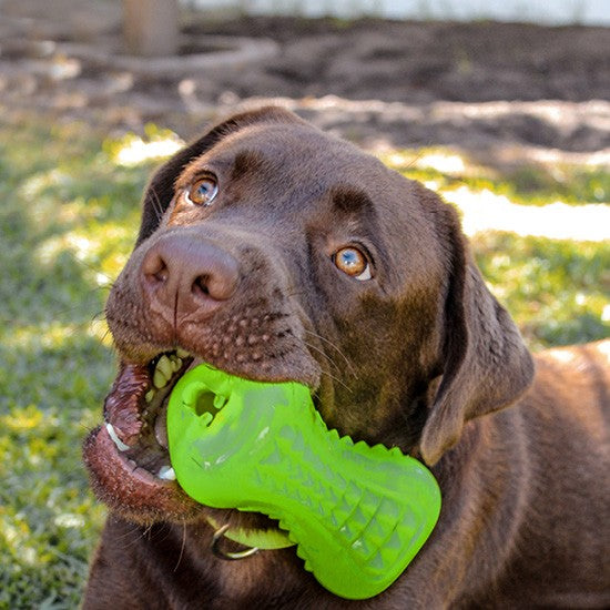 Rogz Dog Toy Yumz Blue [:small]