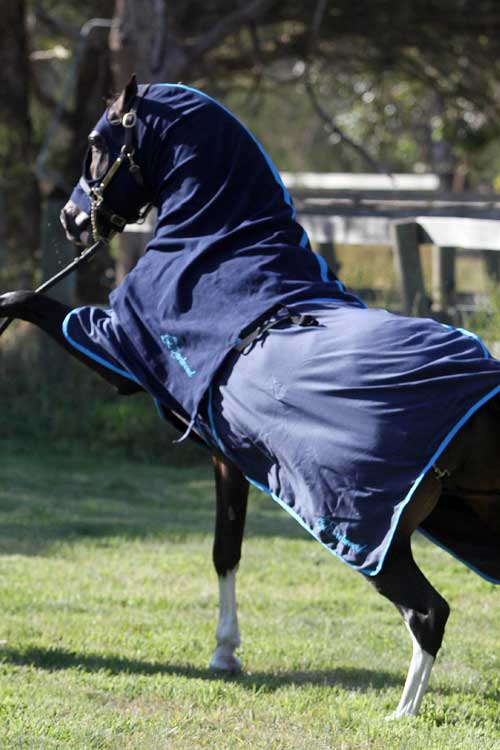 Cotton Rug Earlwood Navy & Blue [:5'9"]