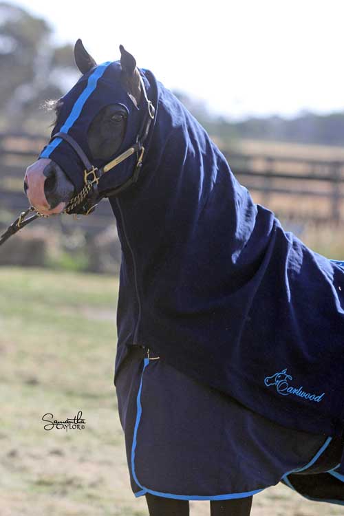 Cotton Hood Earlwood Navy & Blue [:cob]
