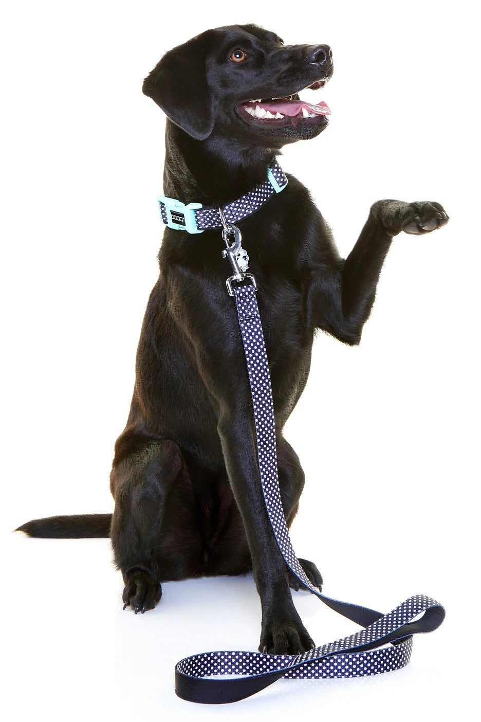 Doog Dog Collar Pongo [:extra Small]