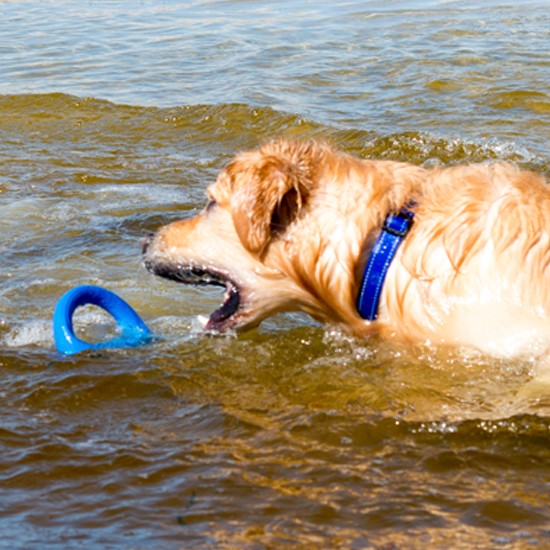 Rogz Dog Toy Pop Upz Blue [:small/medium]