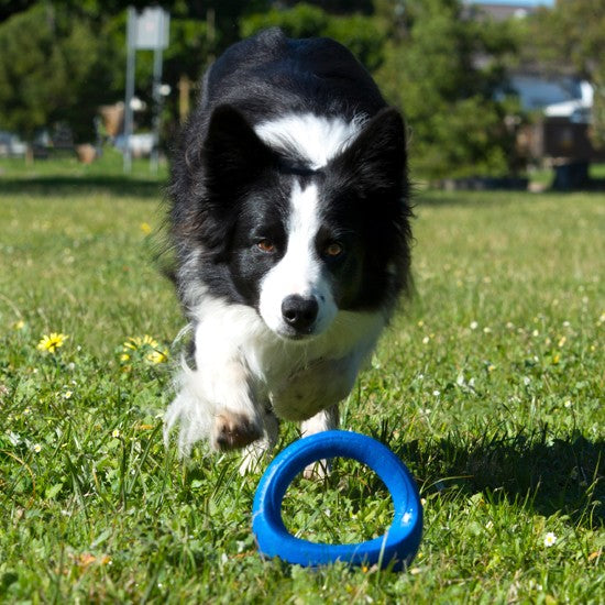 Rogz Dog Toy Pop Upz Blue [:small/medium]
